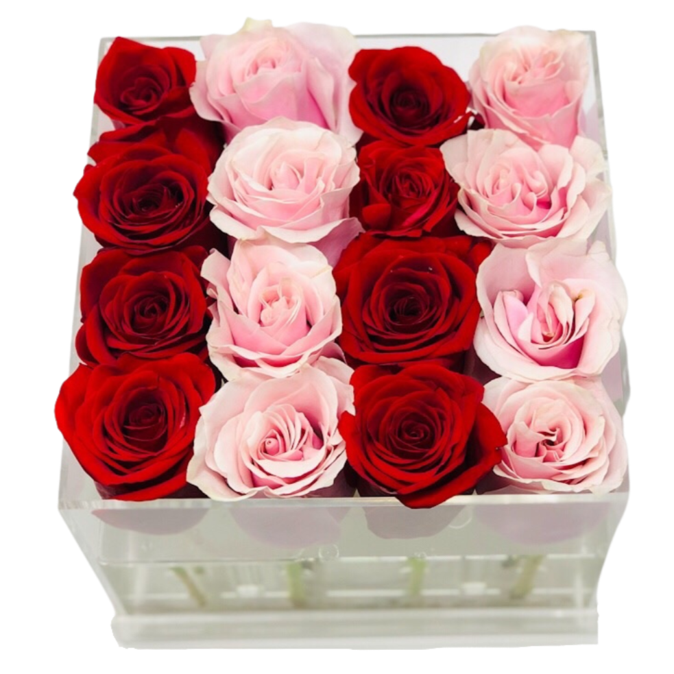 The Candy Stripe Half & Half Miami Fresh Roses- Medium - Ohana Moments