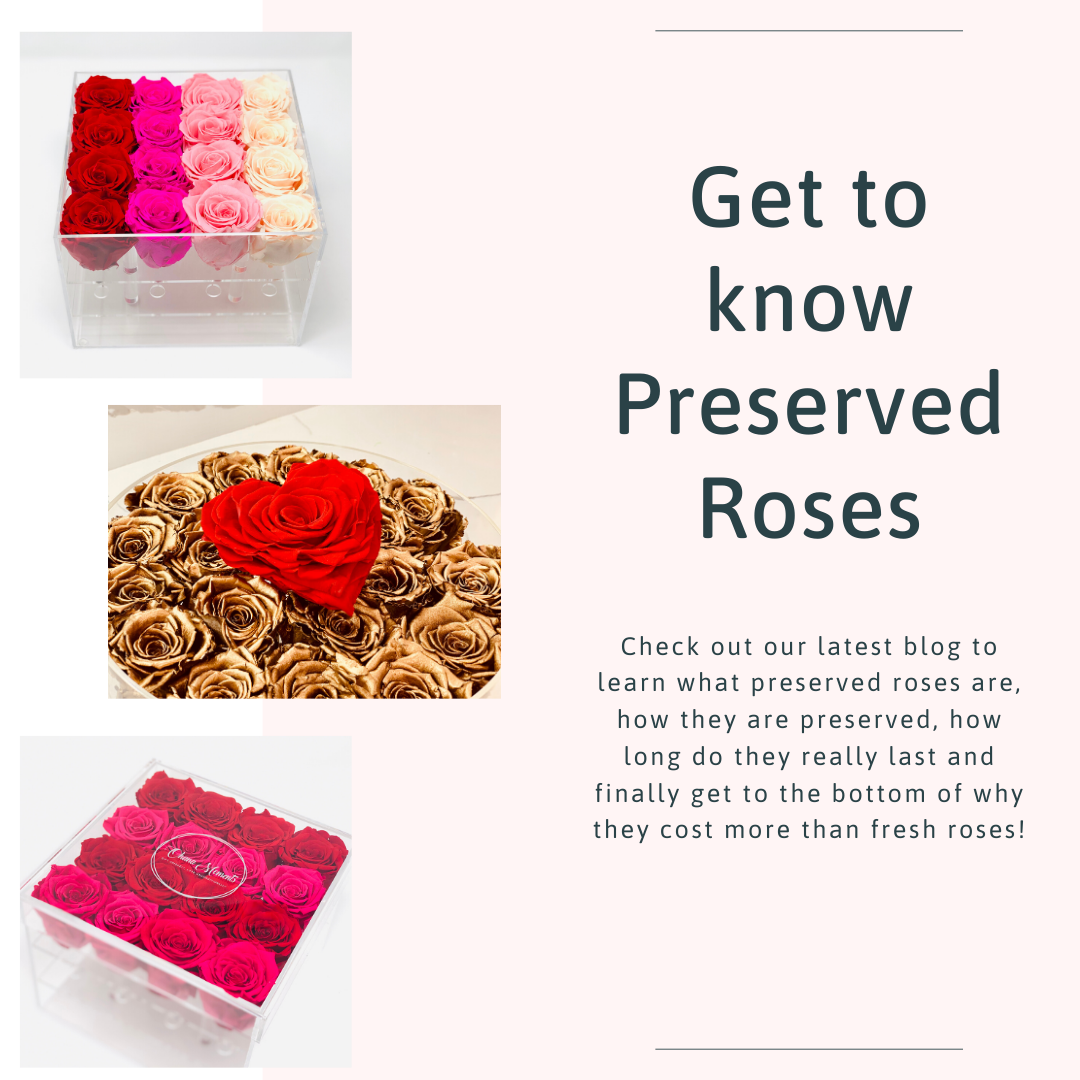 Get to know Preserved Roses